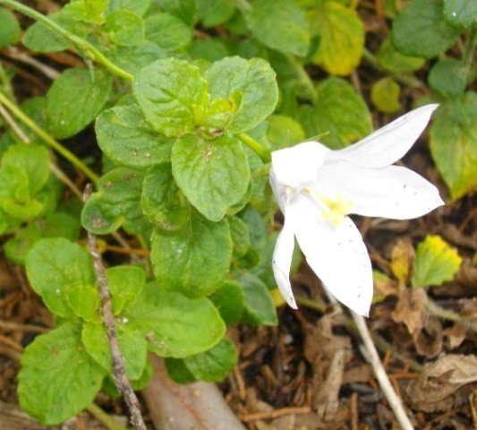 Wahlenbergia rivularis