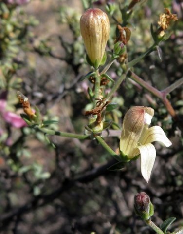 Wahlenbergia thunbergiana bud opening