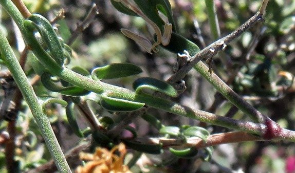 Wahlenbergia thunbergiana leaves