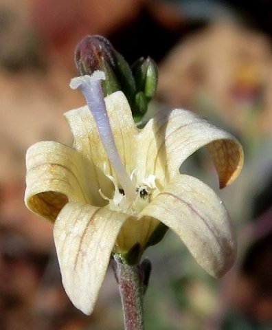 Wahlenbergia thunbergiana flower
