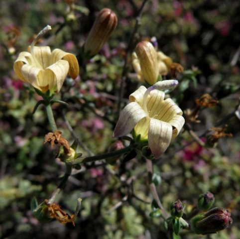 Wahlenbergia thunbergiana