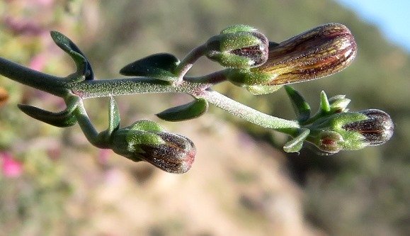 Wahlenbergia thunbergiana early bud stages