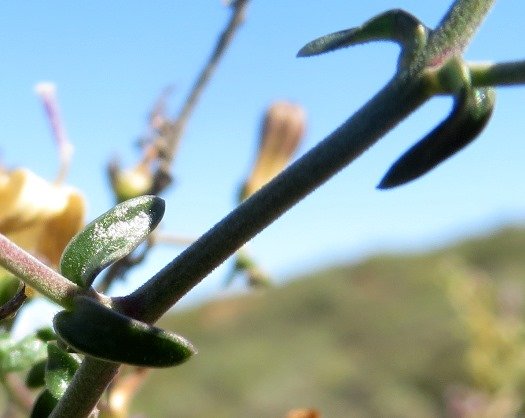 Wahlenbergia thunbergiana stem nodes
