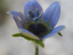 Wahlenbergia capensis