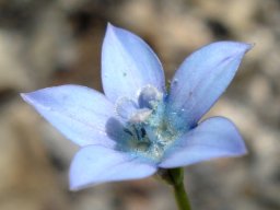 Wahlenbergia cernua flower