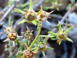 Wahlenbergia nodosa ripening fruit
