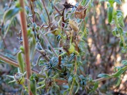 Wahlenbergia nodosa variously coloured fruits