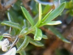 Wahlenbergia nodosa young stem-tip