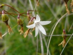 Wahlenbergia pulvillus-gigantis flower