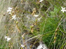 Wahlenbergia pulvillus-gigantis