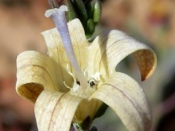 Wahlenbergia thunbergiana flower