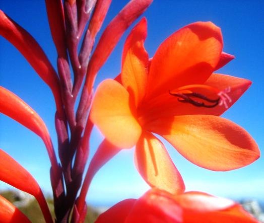 Watsonia species