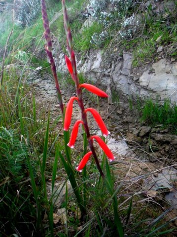 Watsonia aletroides