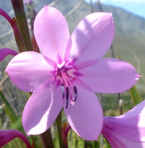 Watsonia borbonica subsp. borbonica flower