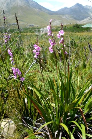 Watsonia borbonica subsp. borbonica leaves