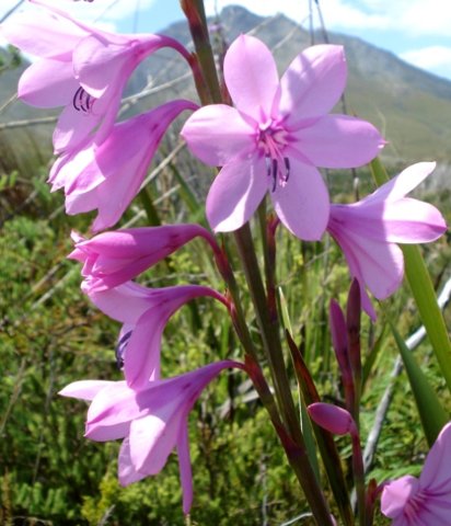 Watsonia borbonica subsp. borbonica flowers