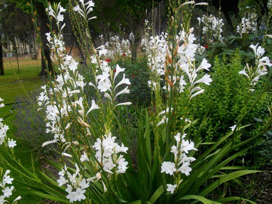 Watsonia, maybe borbonica