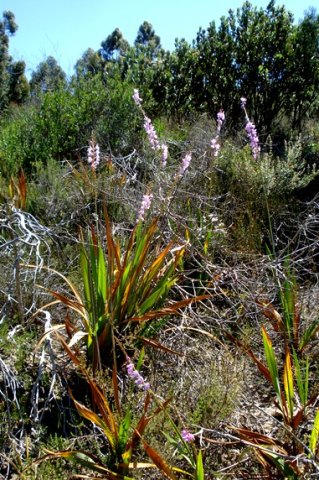 Watsonia marginata
