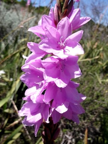 Watsonia marginata inflorescence