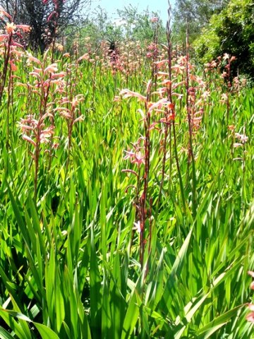 Watsonia stokoei
