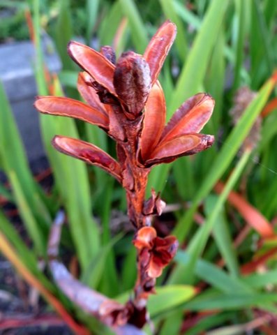Watsonia tabularis open capsules