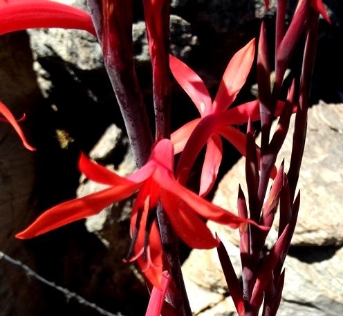 Watsonia vanderspuyae flowers