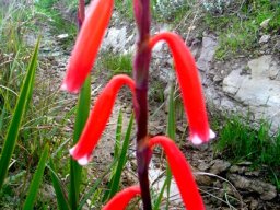 Watsonia aletroides flowers
