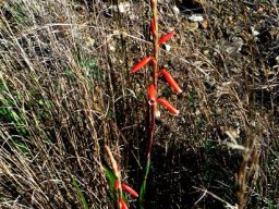Watsonia aletroides, red flowers in dry grass 