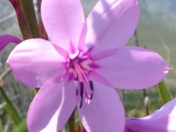 Watsonia borbonica subsp. borbonica flower