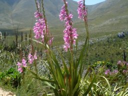 Watsonia borbonica subsp. borbonica