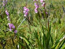 Watsonia borbonica subsp. borbonica leaves
