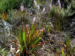 Watsonia marginata