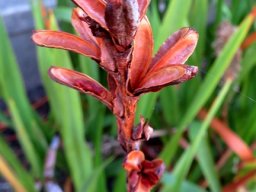 Watsonia tabularis open capsules