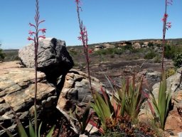 Watsonia vanderspuyae