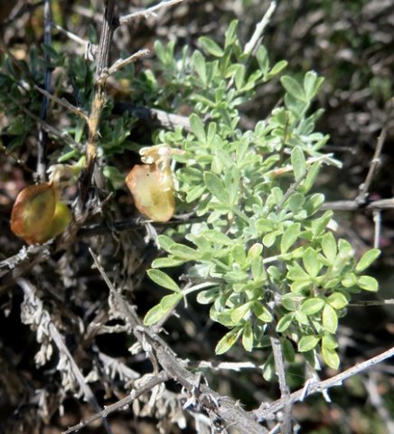 Wiborgia leptoptera short spiny branchlets