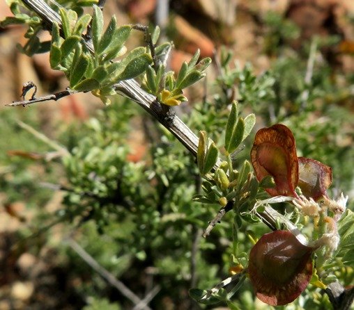 Wiborgia leptoptera fruit