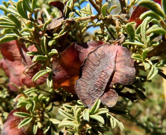 Wiborgia sericea