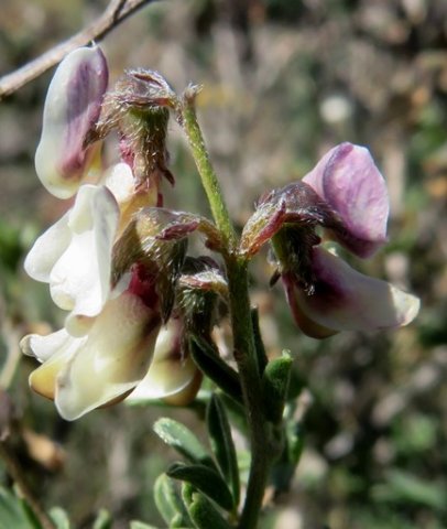 Wiborgia tenuifolia calyces