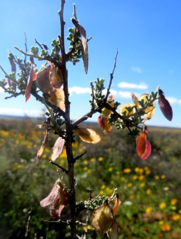Wiborgia tenuifolia fruit