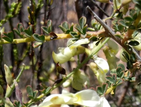 Wiborgia tetraptera 