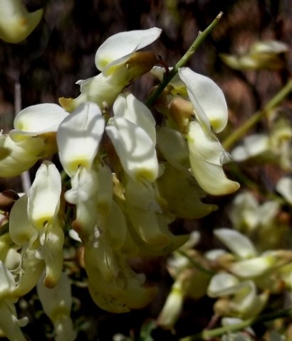 Wiborgia tetraptera flowers