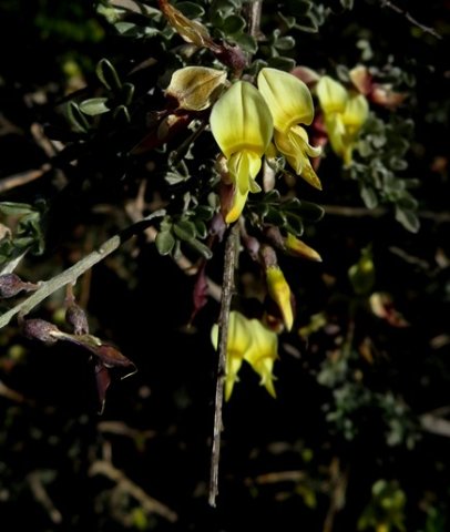 Wiborgia tetraptera flowers