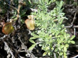 Wiborgia leptoptera short spiny branchlets