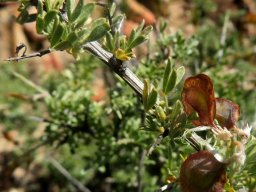 Wiborgia leptoptera fruit