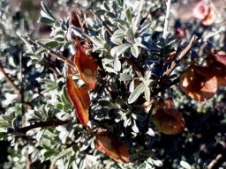 Wiborgia monoptera fruit