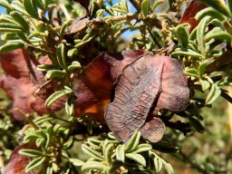 Wiborgia sericea
