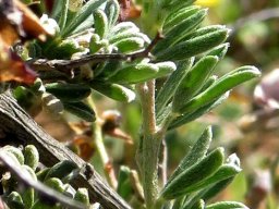 Wiborgia tenuifolia leaves