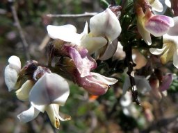 Wiborgia tenuifolia flowers