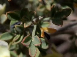 Wiborgia tetraptera leaves