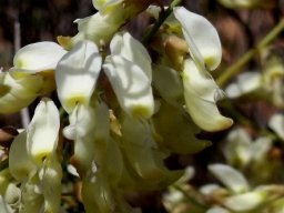 Wiborgia tetraptera flowers